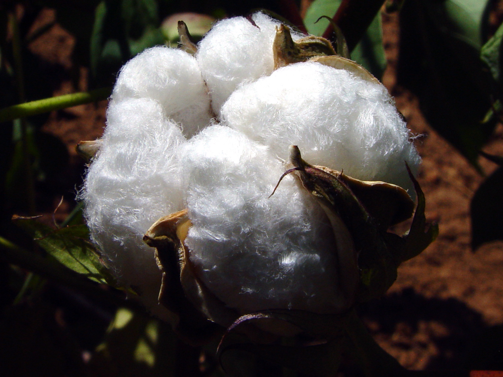  Le Mali se donne les moyens d’atteindre 800 000 tonnes de coton en 2016/17