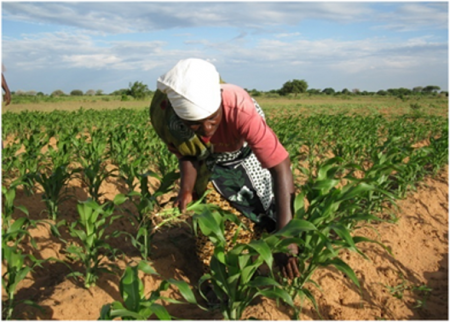  Syngenta et l’USAID reconduisent leur collaboration pour développer l’agriculture
