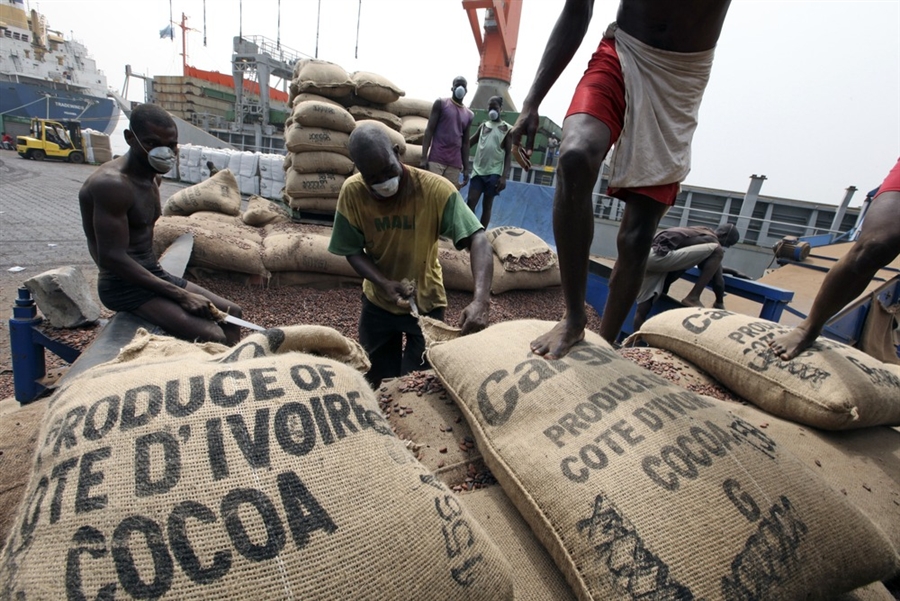  Le Conseil ivoirien du café-cacao aurait sur-estimé la campagne, mettant à mal des exportateurs