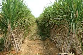  La filière canne/éthanol se développe dans l’Etat de Kebbi au Nigeria