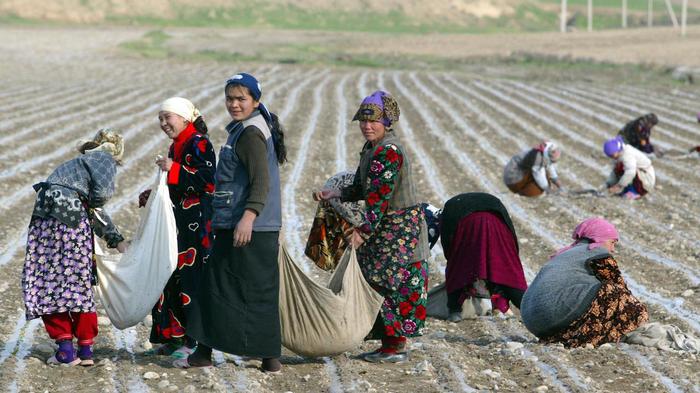  La place de l’Ouzbékistan à prendre sur le marché du coton ?