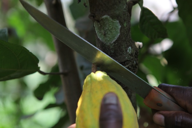  L’ICCO  revoit à la hausse ses prévisions de broyages de cacao