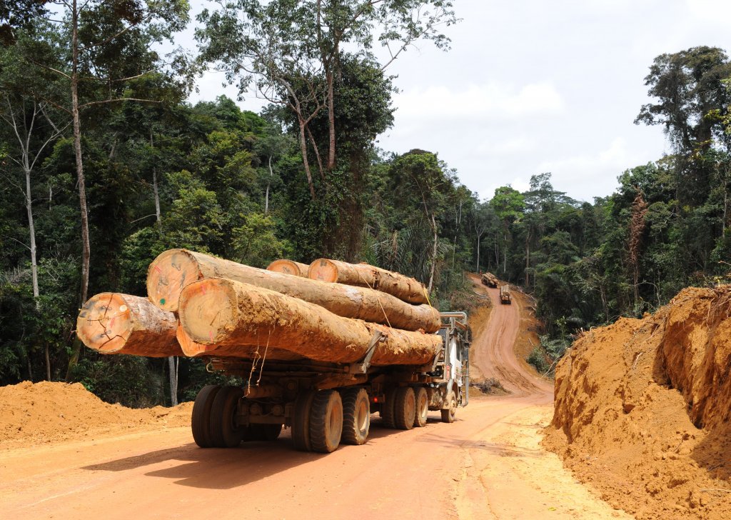  Evolution différenciée du commerce du bois tropical en 2019