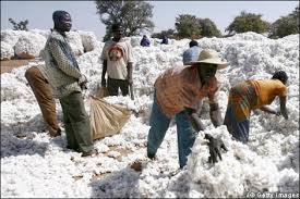  Le Mali libère FCFA 35 milliards pour subventionner le prix du coton