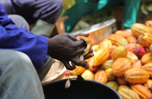  Le pacte entre la Côte d’Ivoire et le Ghana en péril avec la baisse de la demande en cacao ?