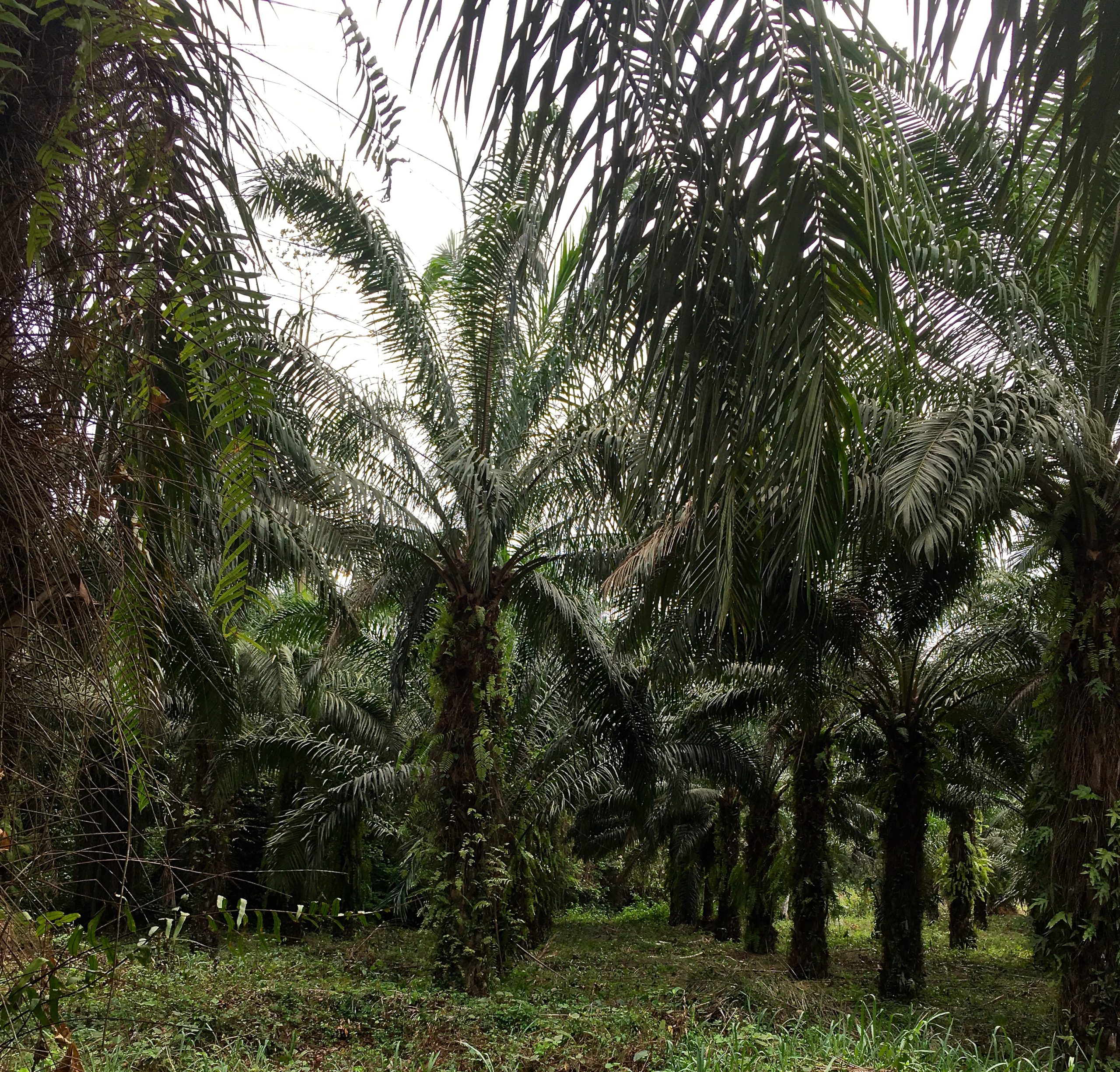  Le Ghana en passe de devenir le premier producteur d’huile de palme en Afrique de l’Ouest