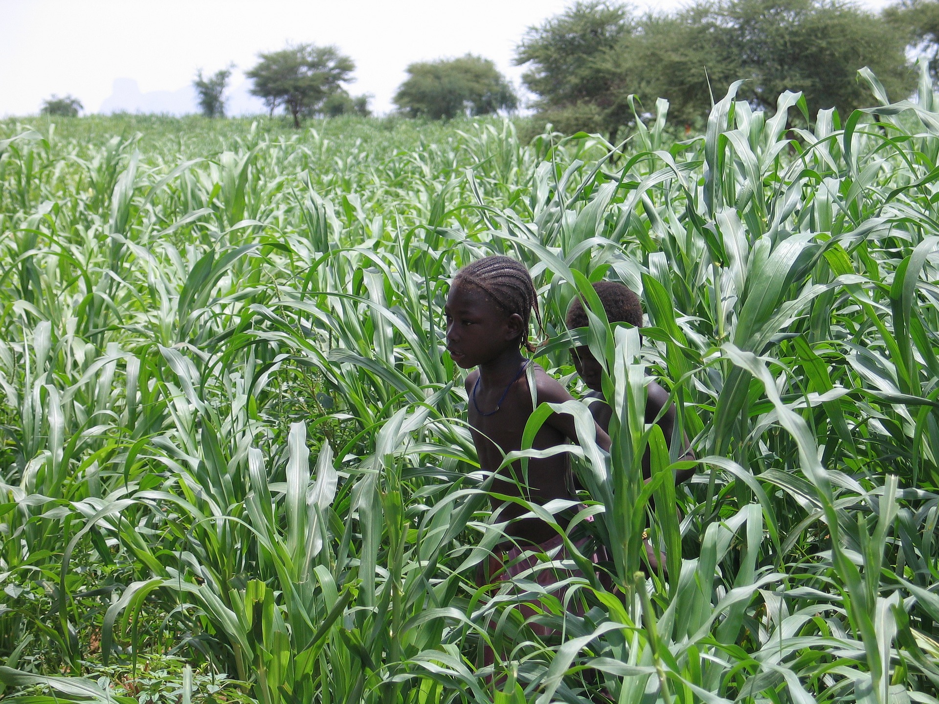  La Banque mondiale mobilise $570 millions pour la sécurité alimentaire en Afrique de l’Ouest