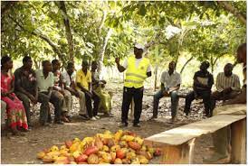  87% des producteurs de cacao formés aux bonnes pratiques agricoles en Côte d’Ivoire