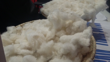  Le coton, meilleur performeur à l’export en Côte d’Ivoire