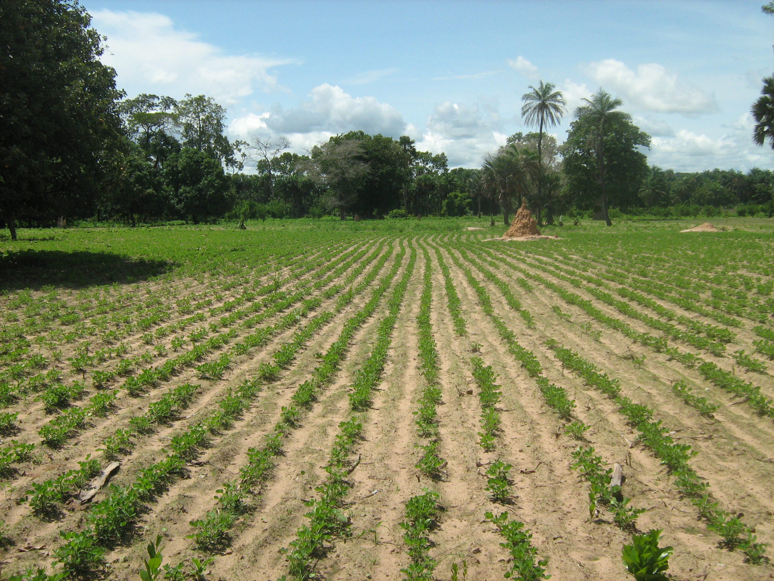  Le Sénégal veut faciliter l’accès des jeunes au foncier agricole