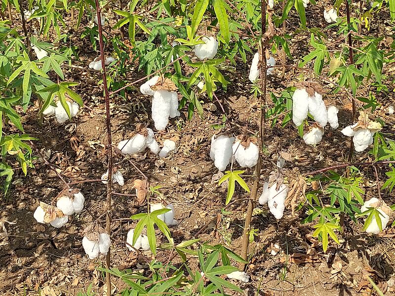 csm_mr-new-organic-cotton-varieties-3_1bbb10fd9c