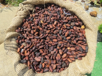  La baisse des exportations de cacao en Côte d’Ivoire a été de 6,5% en 2021/22
