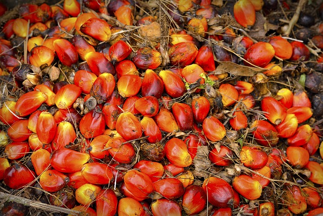 Sunora Foods prévoit un investissement de $100 millions dans le palmier à huile au Nigeria